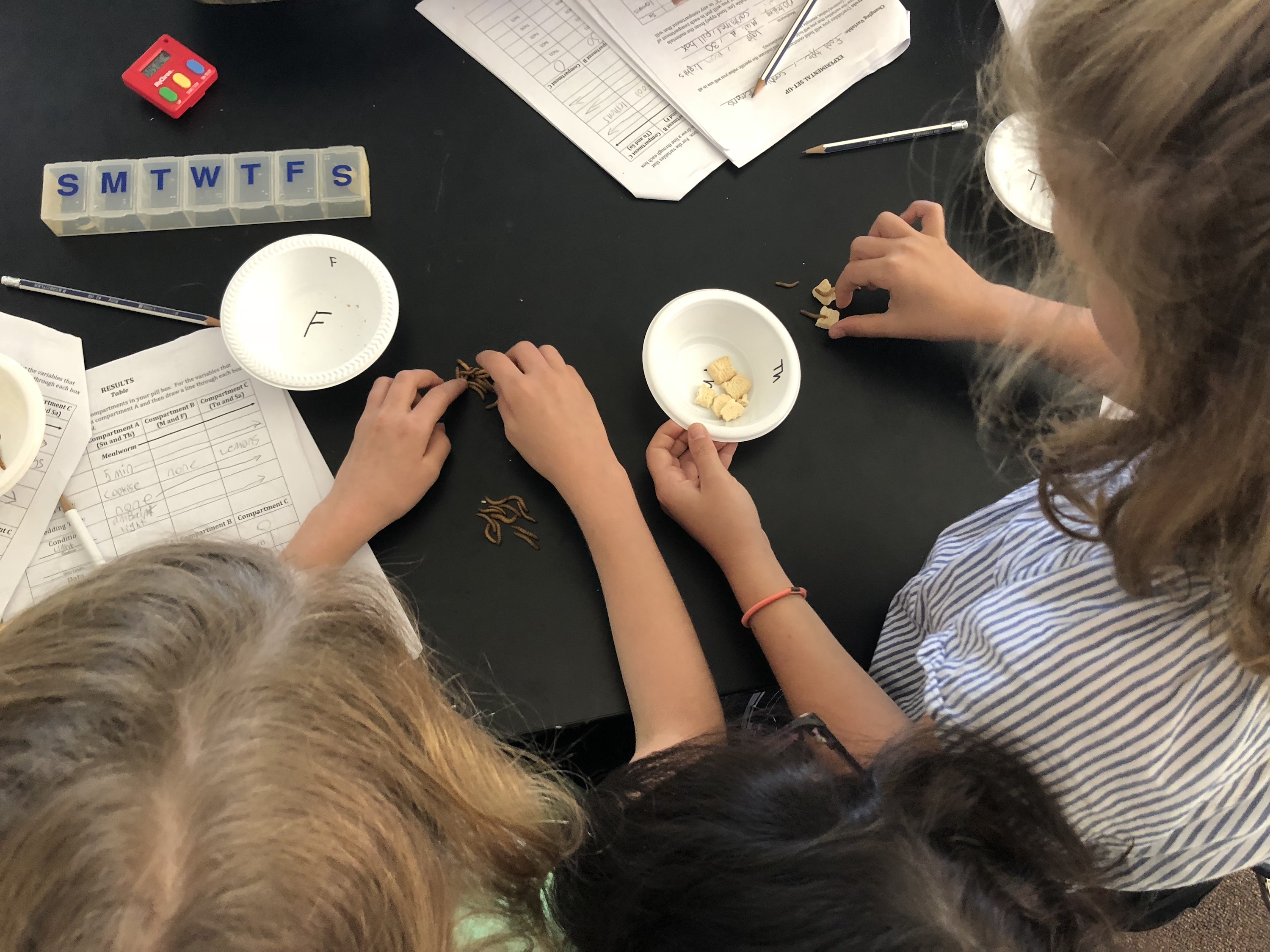 3rd Grade Mealworms Image